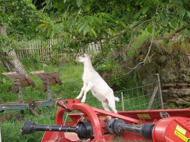 Prodej pozemek pro bydlení - Vysoká u Mělníka, 277 24