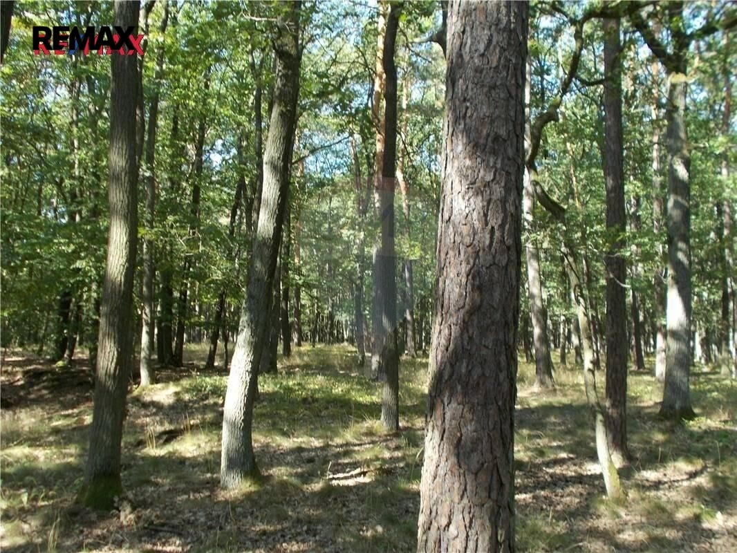 Prodej les - Vážany, 38 449 m² - 5