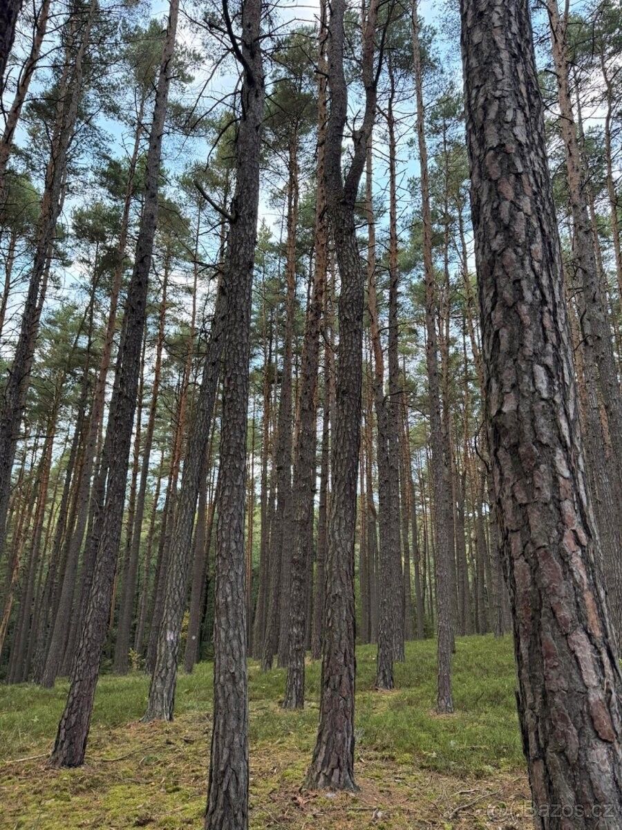 Pozemky pro bydlení, Staňkov, 345 61