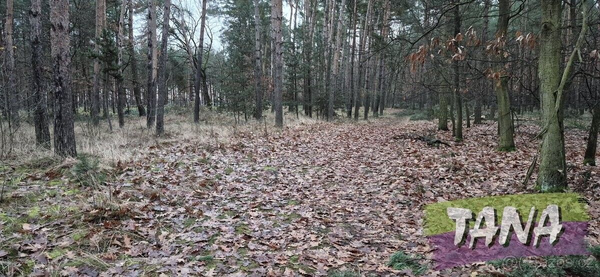 Prodej pozemek pro bydlení - Poděbrady, 290 01