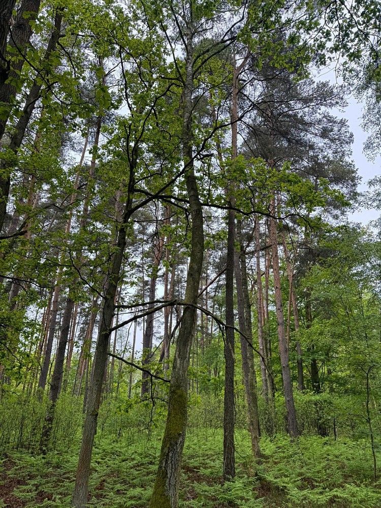 Lesy, Třebechovice pod Orebem - Rumburk 2-Horní Jindřichov, okres Hradec Králové, Královéhradecký kraj - 1