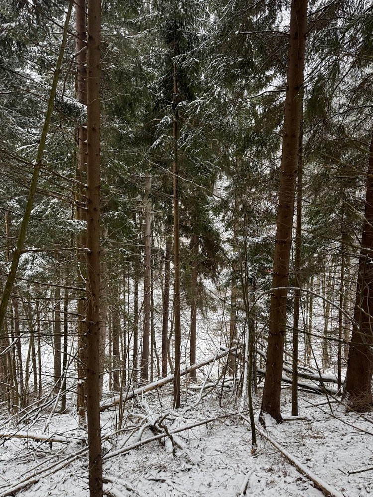 Prodej les - Janová - Česká Bříza - 5