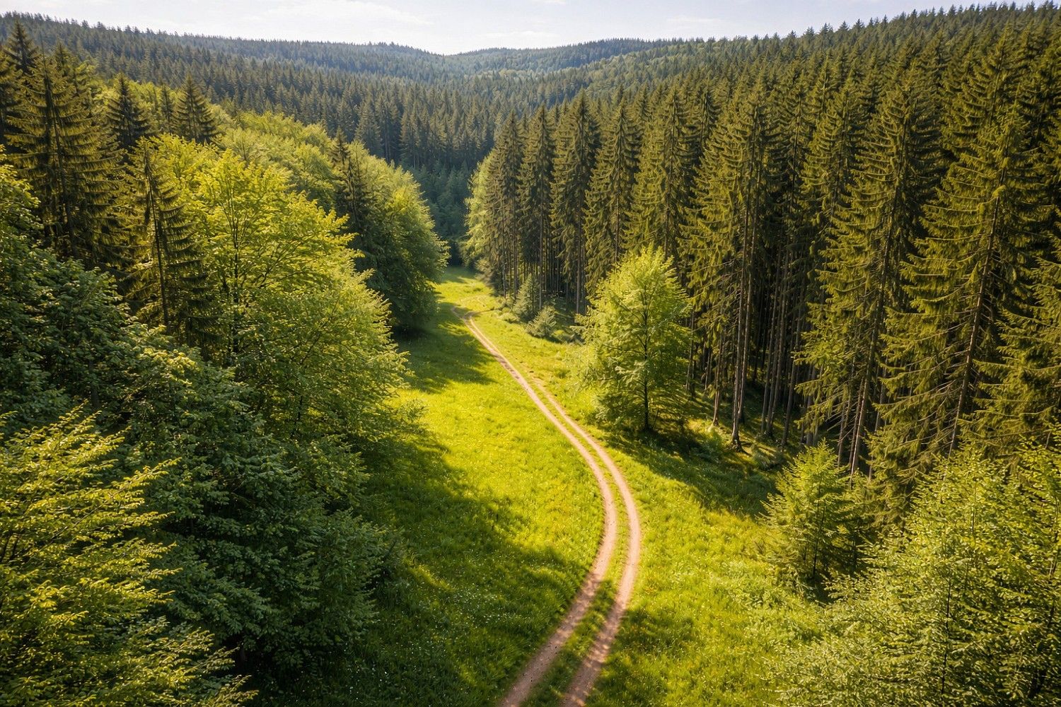 Les · Klenovice, okres Tábor, Jihočeský kraj - 3