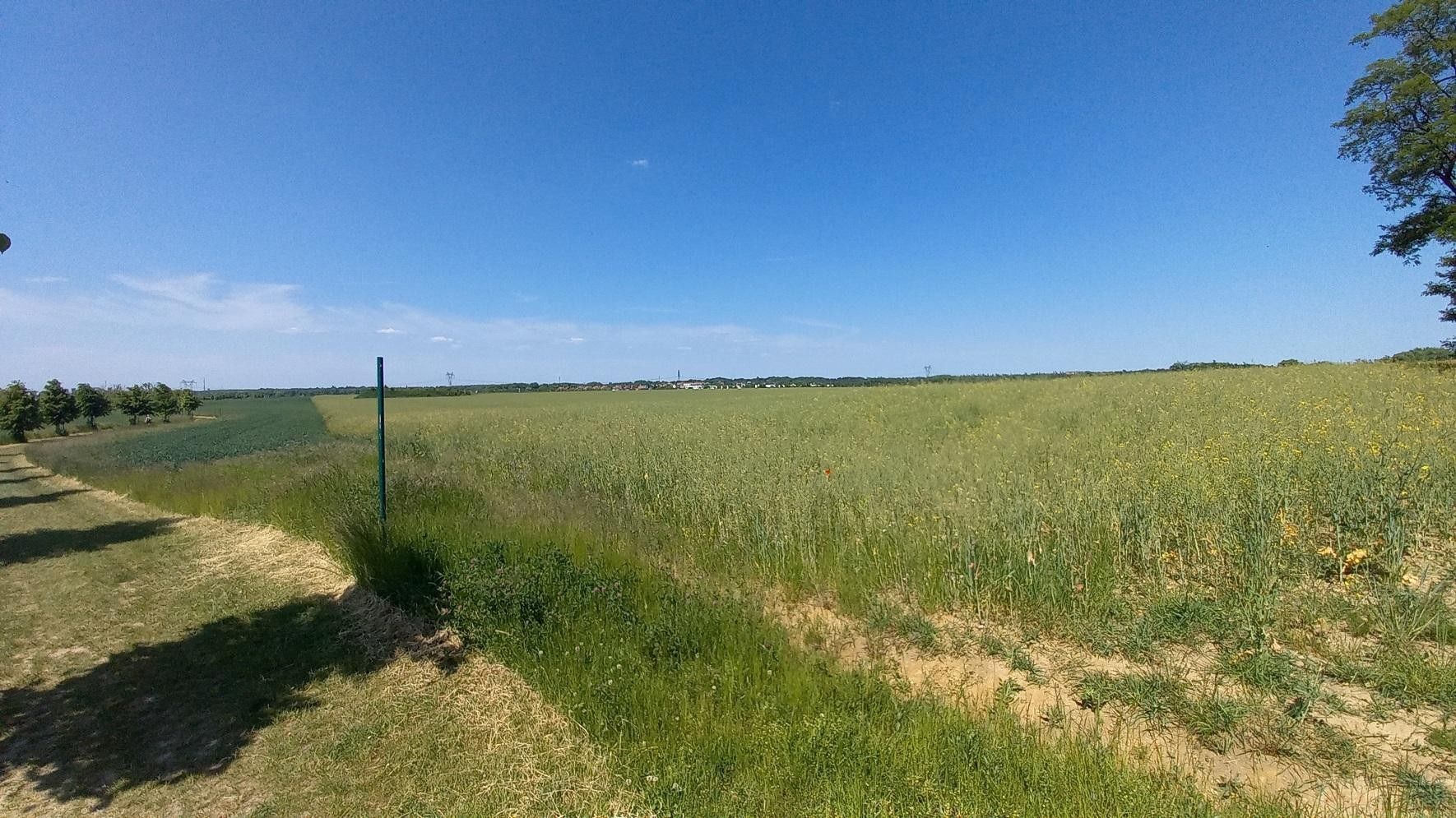 Zemědělský pozemek · 3 118 m² · Říčanská, Čestlice - 4