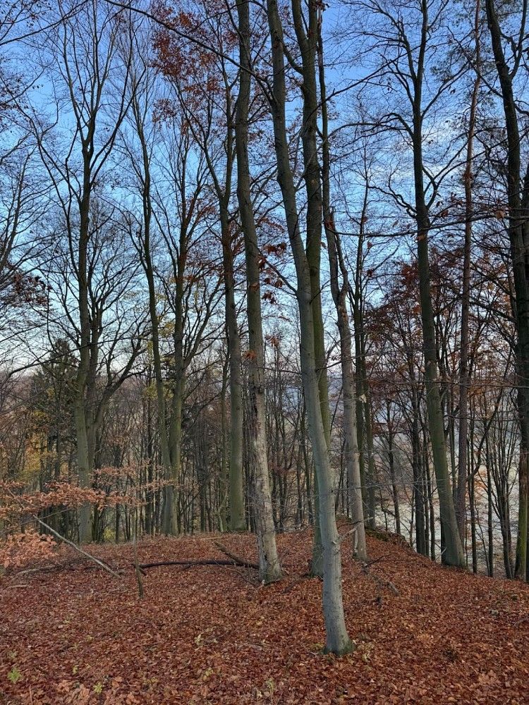 Lesy, Dzbel - Horní Bělá, okres Prostějov, Olomoucký kraj - 1