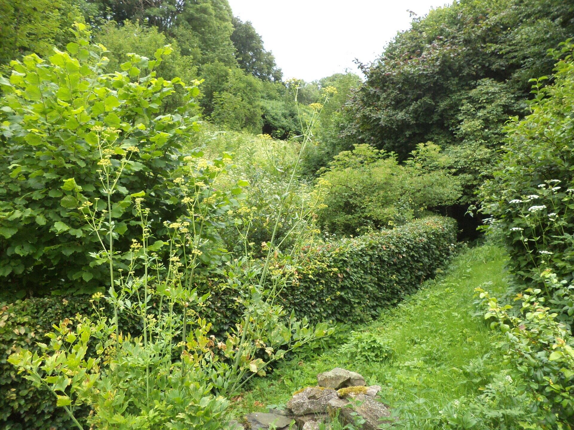 Pozemek · 720 m² · Liberk Prorubky - 4