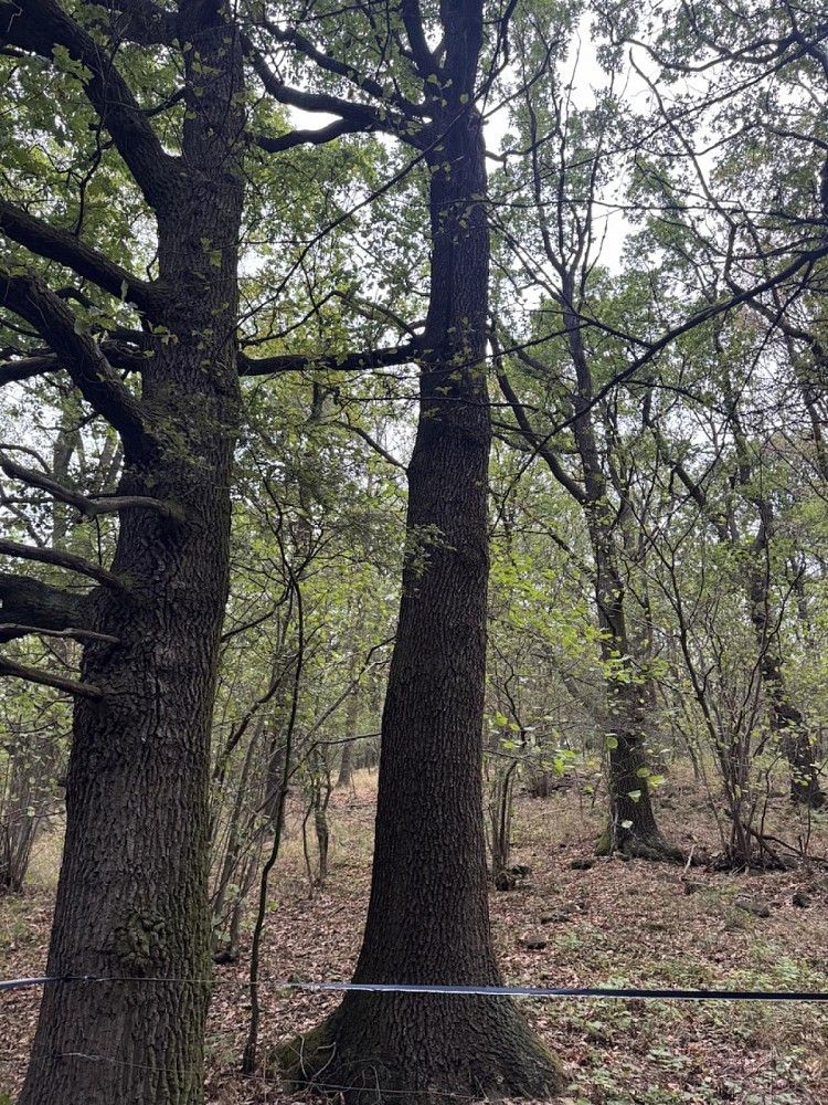 Lesy, Jílové - Kamenná, okres Děčín - 1