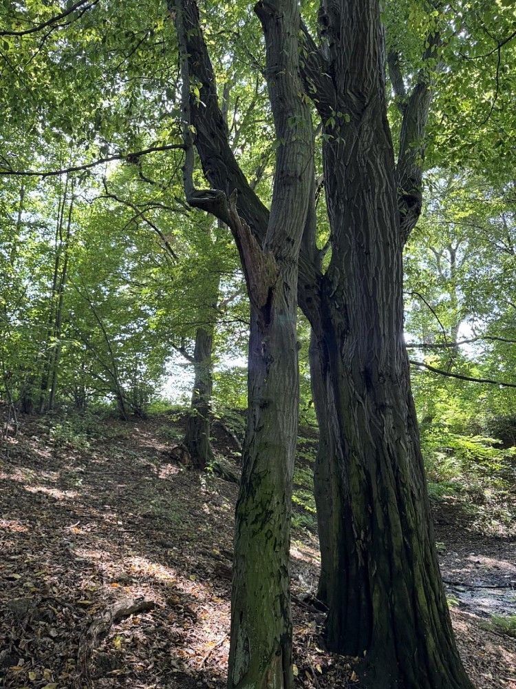 Lesy, Horní Bříza, okres Plzeň-sever, Plzeňský kraj - 2