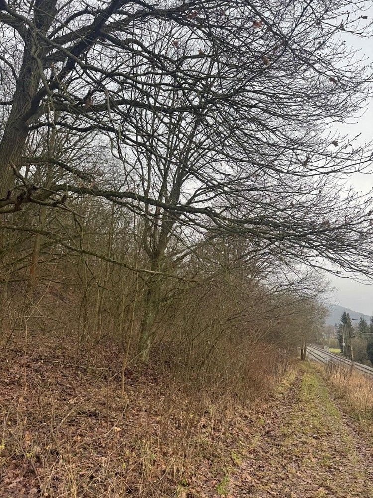 Lesy, Dolní Habartice, okres Děčín, Ústecký kraj - 2