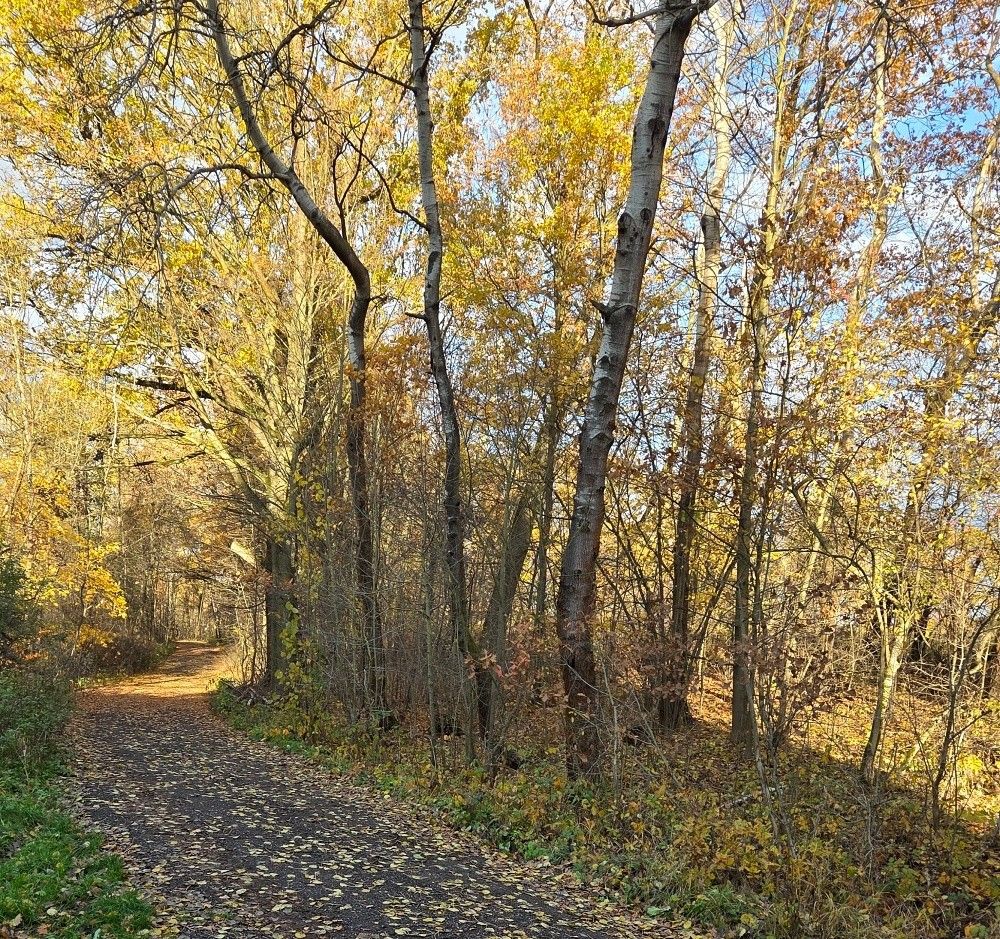 Pozemky pro bydlení, Horní Libchava u České Lípy, 471 11