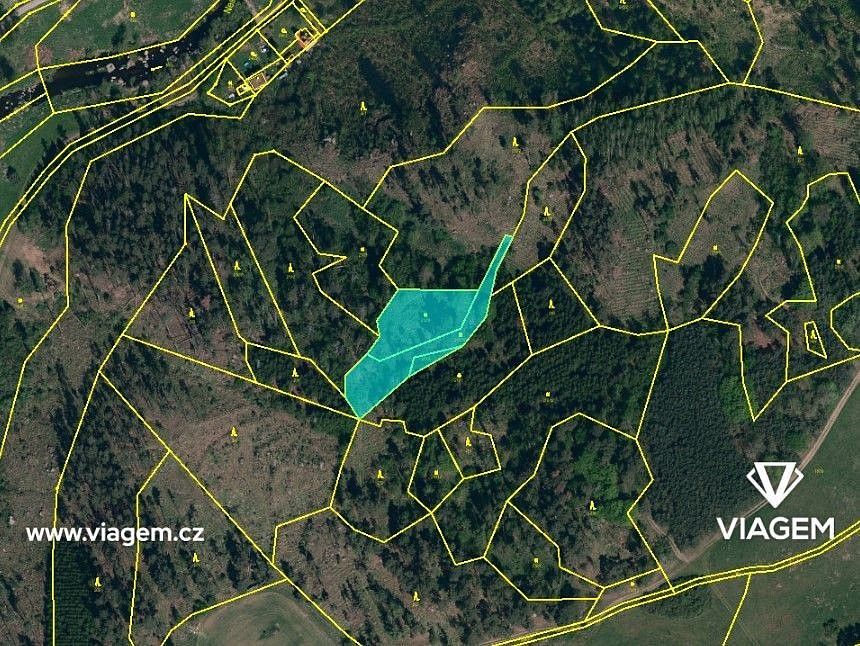 Les · Petráveč, okres Žďár nad Sázavou, Kraj Vysočina - 3