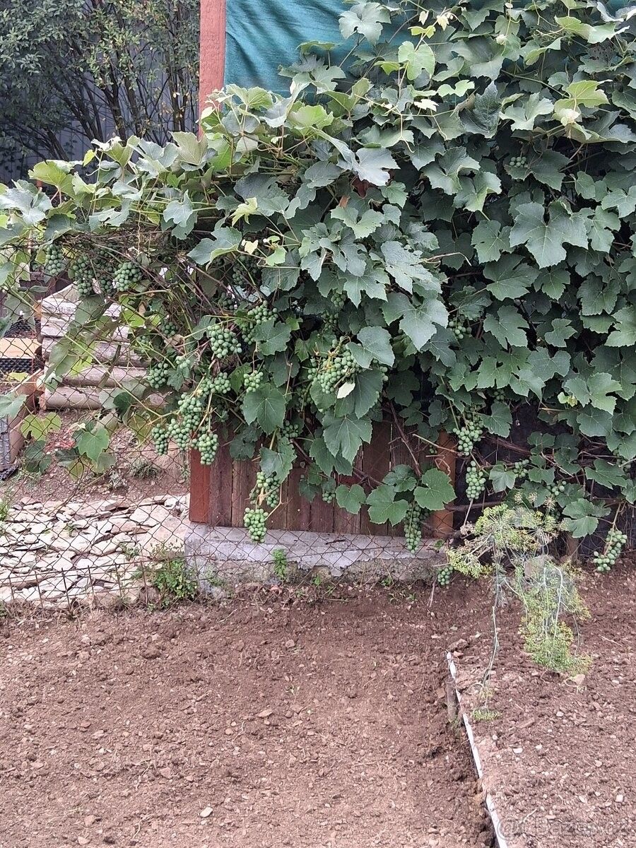 Prodej zahrada - Břidličná, 793 51 - 5