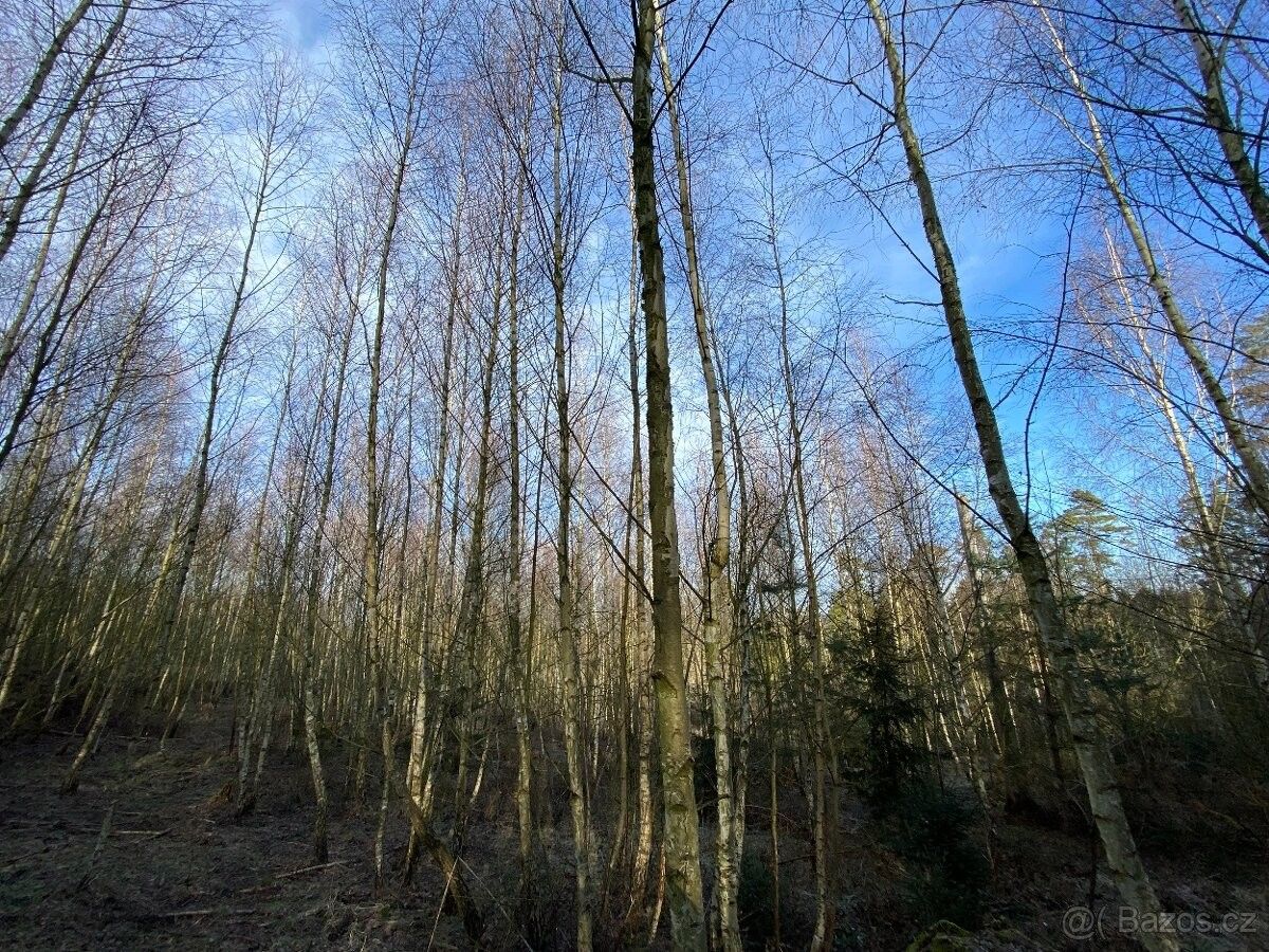 Lesy, Koloveč, 345 43, 5 961 m²