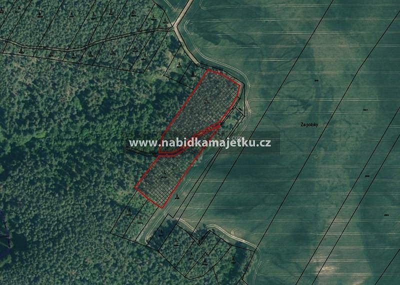 Les · Kožlany, okres Plzeň-sever - 3