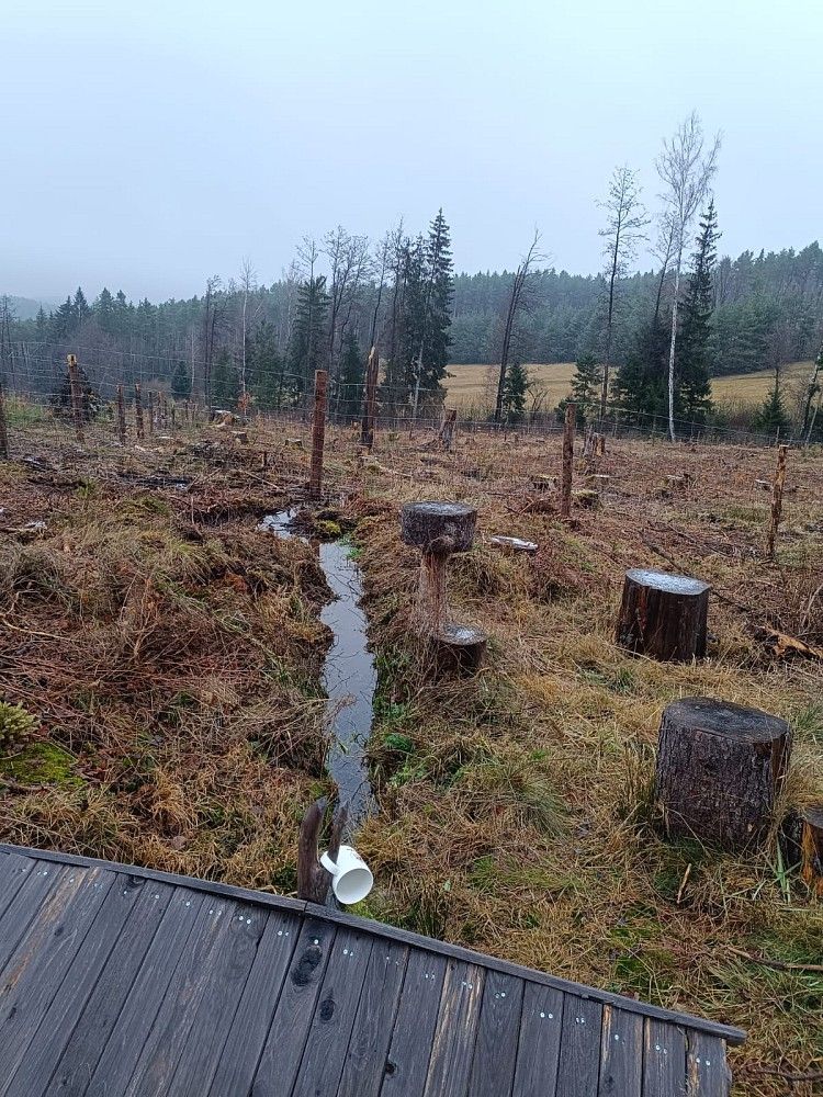 Les · Vacovice, okres Strakonice, Jihočeský kraj - 4