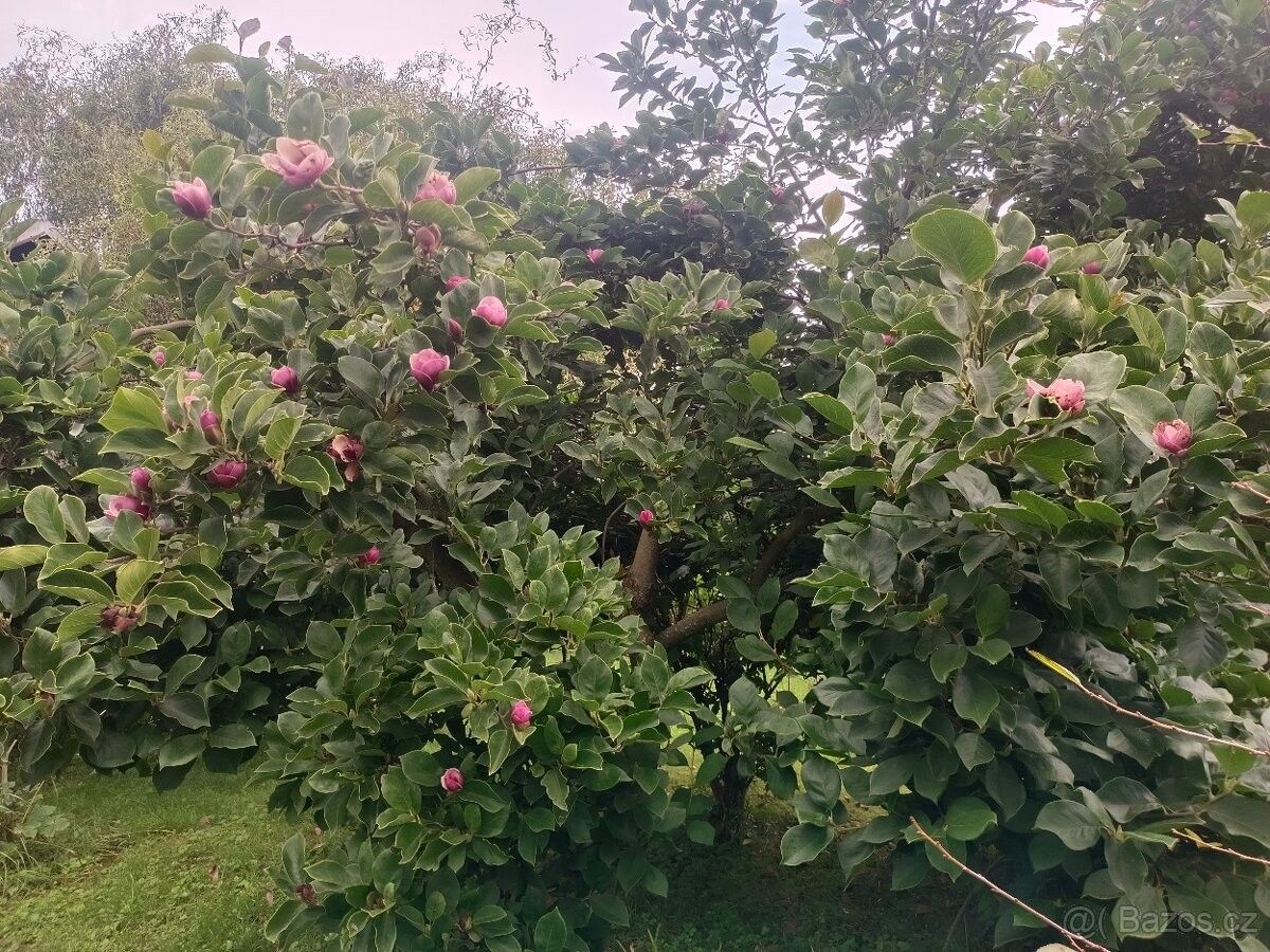 Prodej zahrada - Dolní Bečva, 756 61