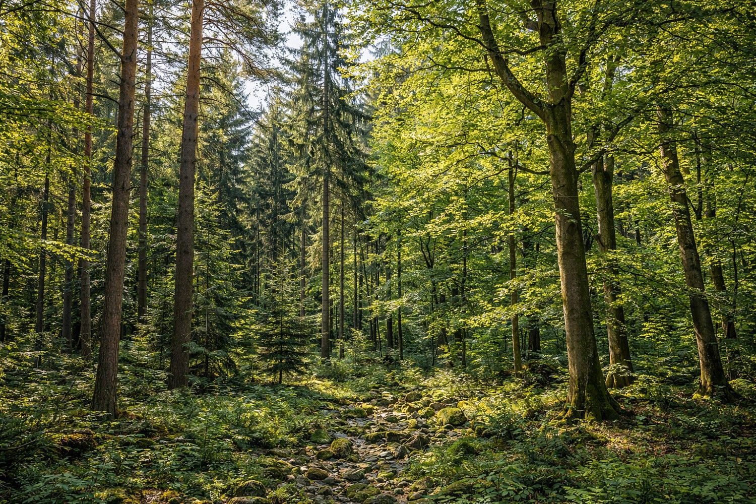 Lesy, Mladoňovice, okres Třebíč, Kraj Vysočina - 2