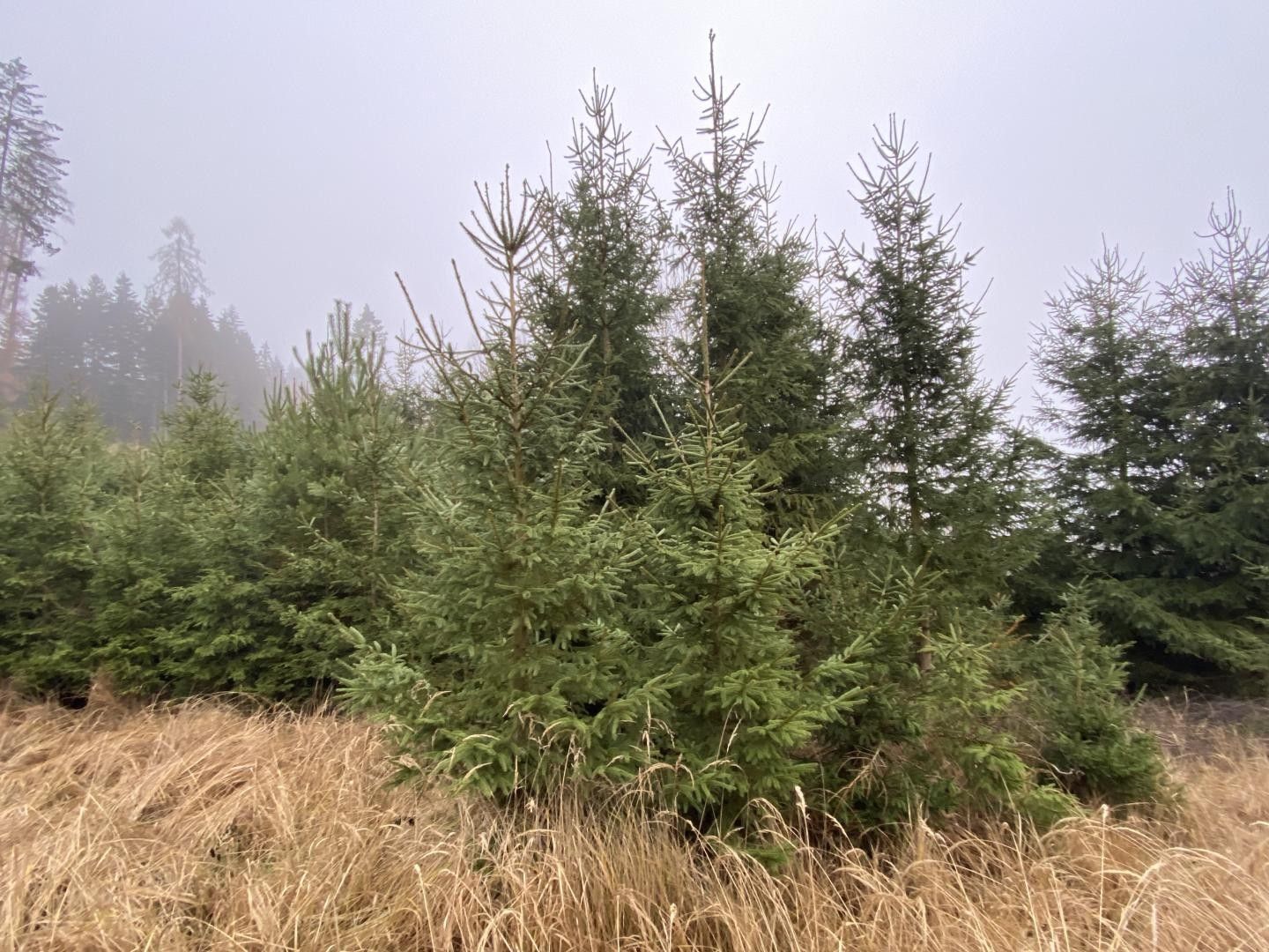 Lesy, Lázy, Městečko Trnávka