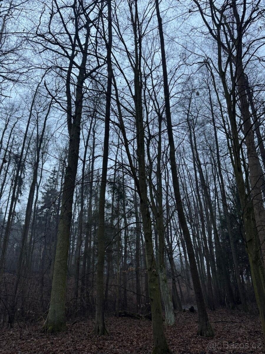 Prodej pozemek pro bydlení - Blešno, 503 46