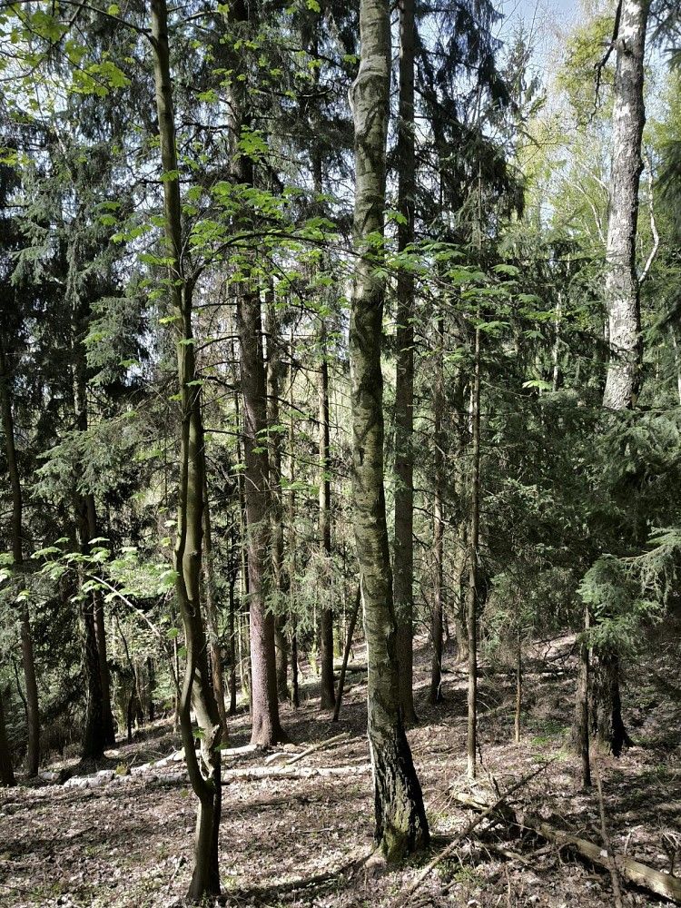 Les, 12 043 m²