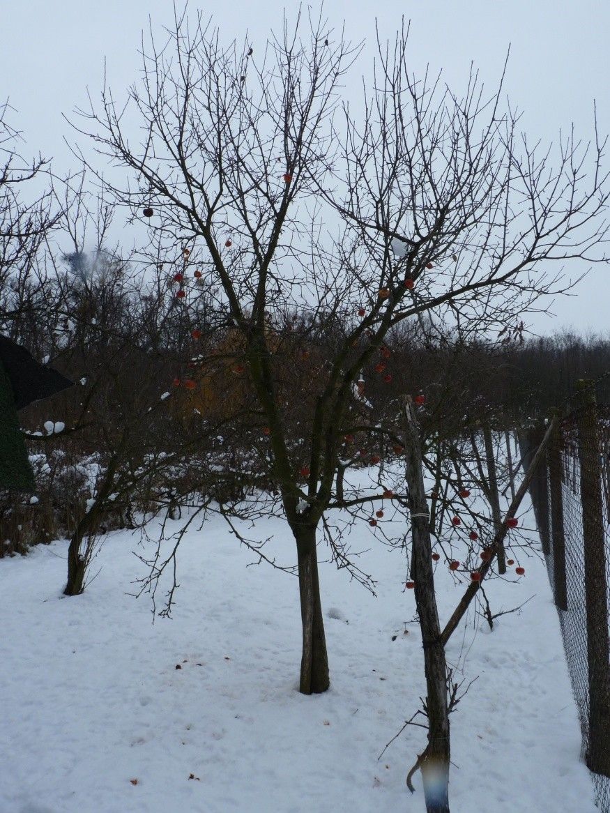 Prodej pozemek pro bydlení - 987 65, Slovensko