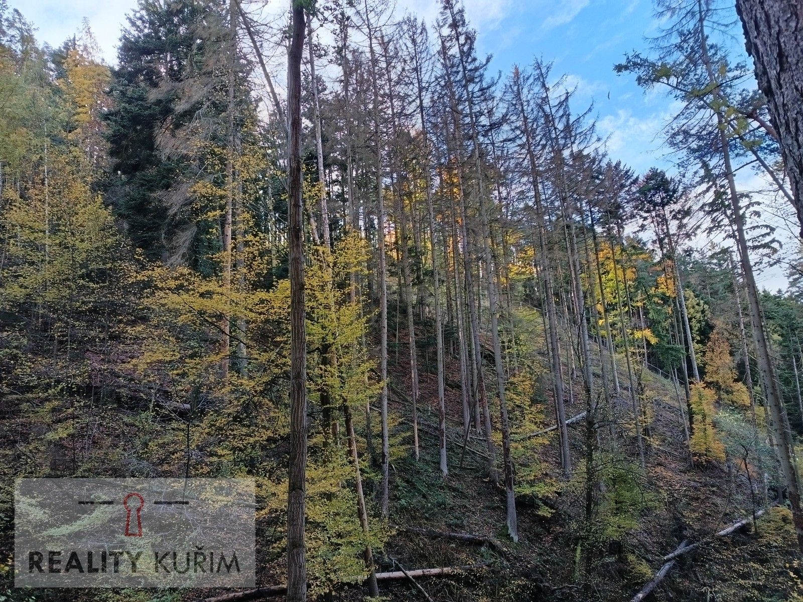 Prodej les - Horní Loučky, 11 m²