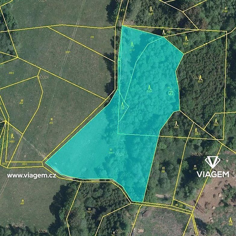 Les · Kaliště, okres Pelhřimov, Kraj Vysočina - 3