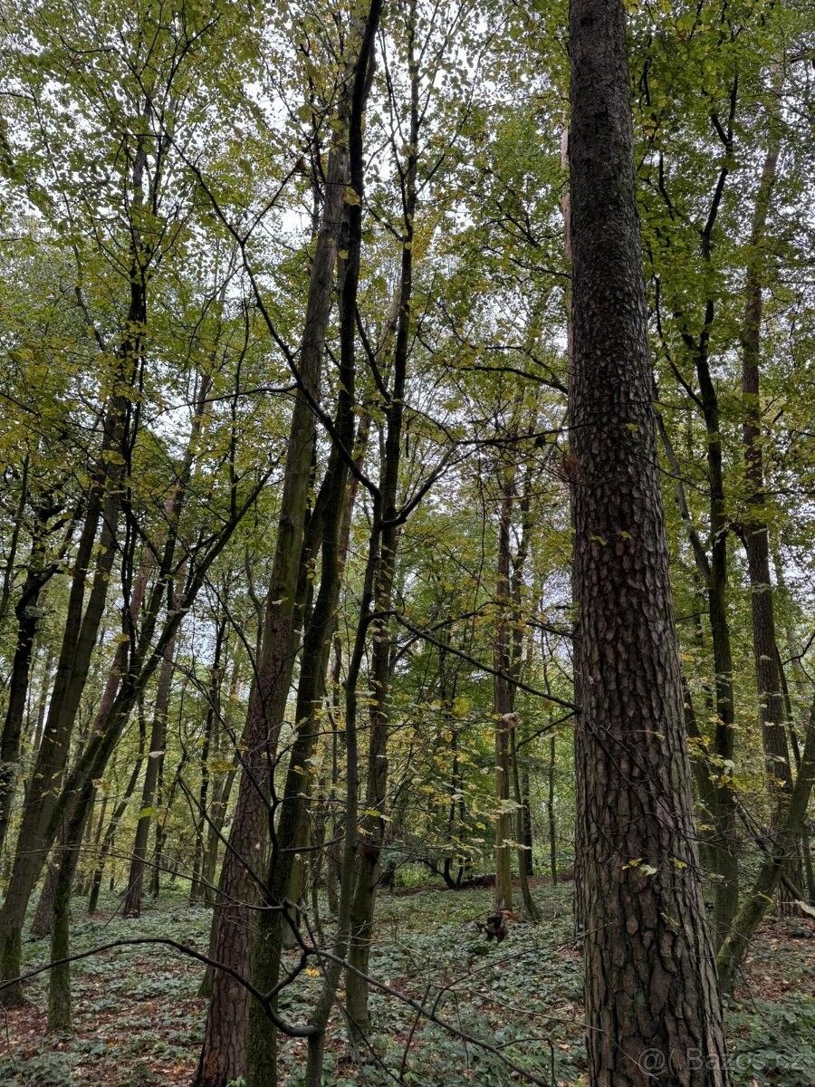 Prodej pozemek pro bydlení - Kolín, 280 02