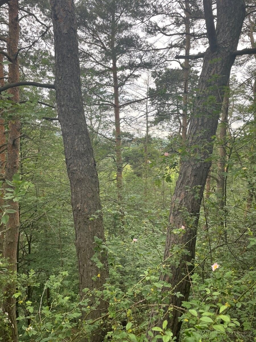 Lesy, Třebíč, 674 01, 9 664 m²