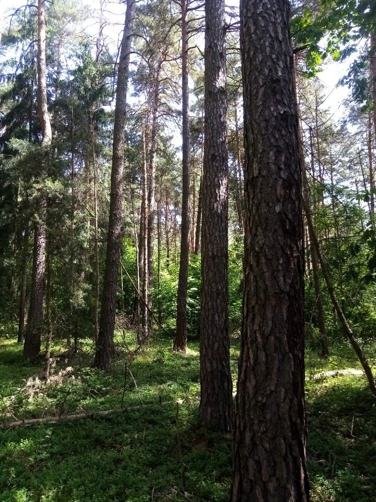 Lesy, Stachy, 384 73, 4 700 m²