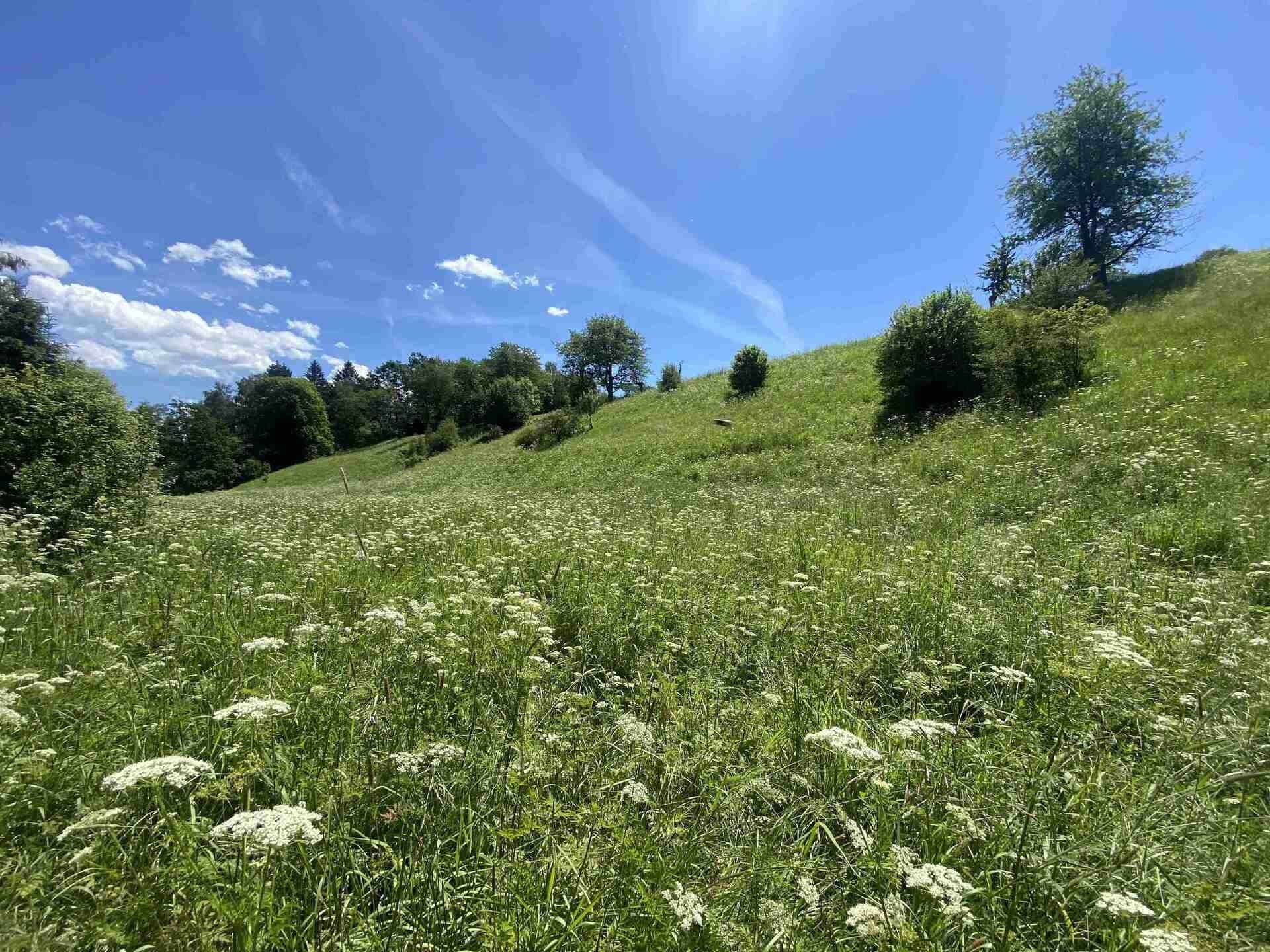 Zemědělské pozemky, Hartmanice, 5 634 m² - 2