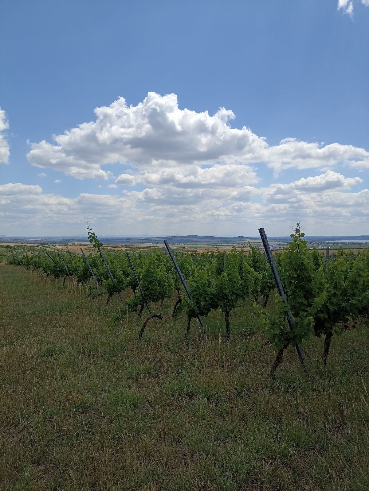 Prodej pozemek - Starovice, 13 493 m² - 5
