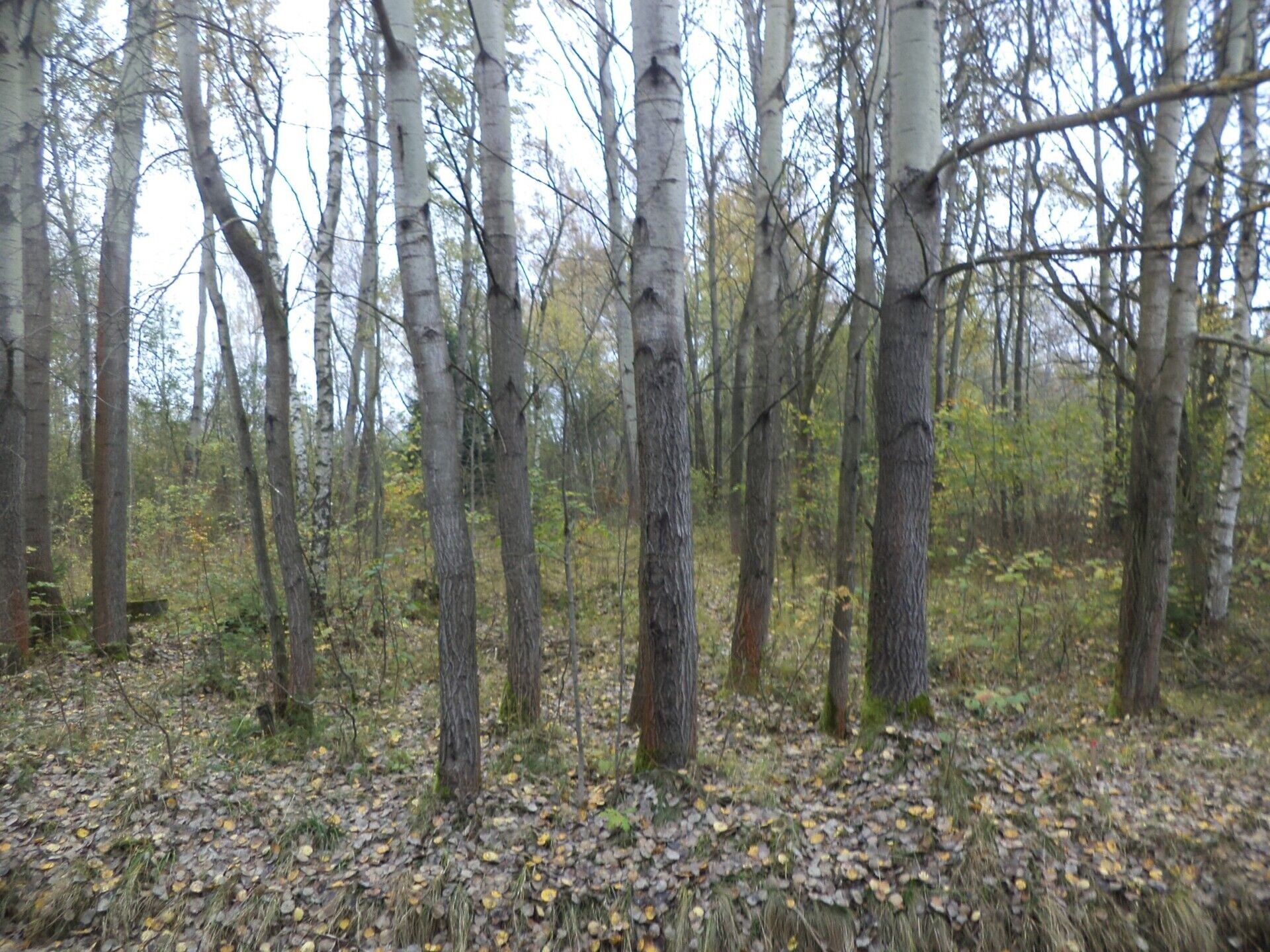 Pozemek pro bydlení · 2 618 m² · Rozvadov - 3
