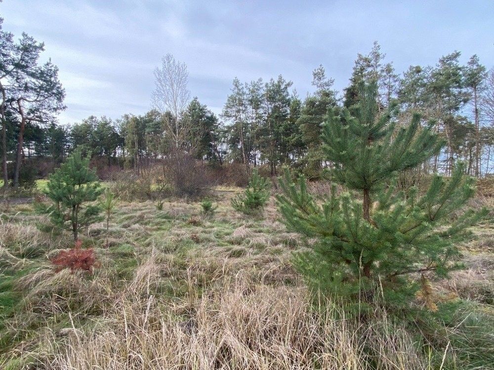 Lesy, Kostelní Lhota