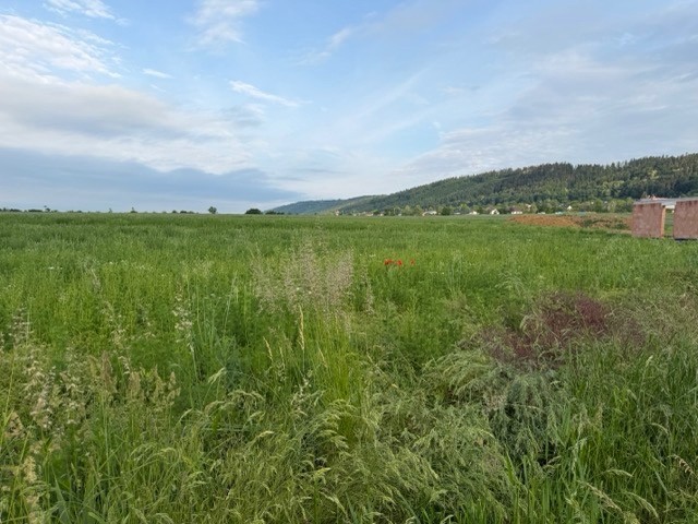 Prodej pozemek pro bydlení - Hranice, 753 01 - 5