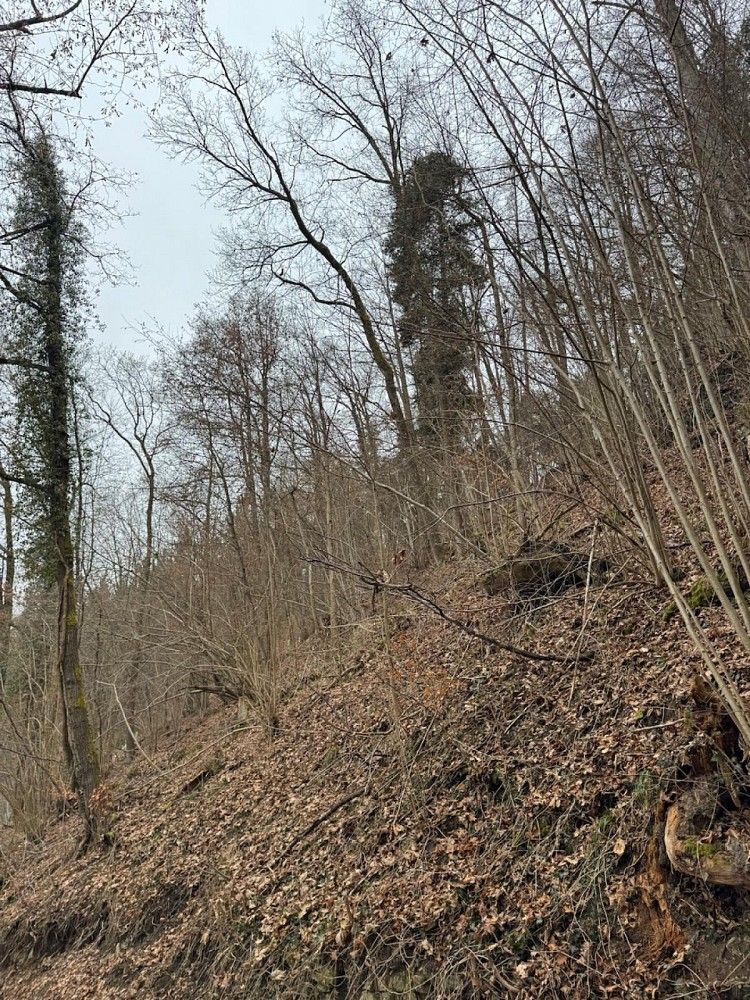 Prodej les - Zlatá Koruna - Varnsdorf - 5