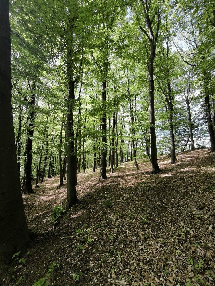 Lesy, Lhotsko - Mouchnice, okres Zlín, Zlínský kraj - 2