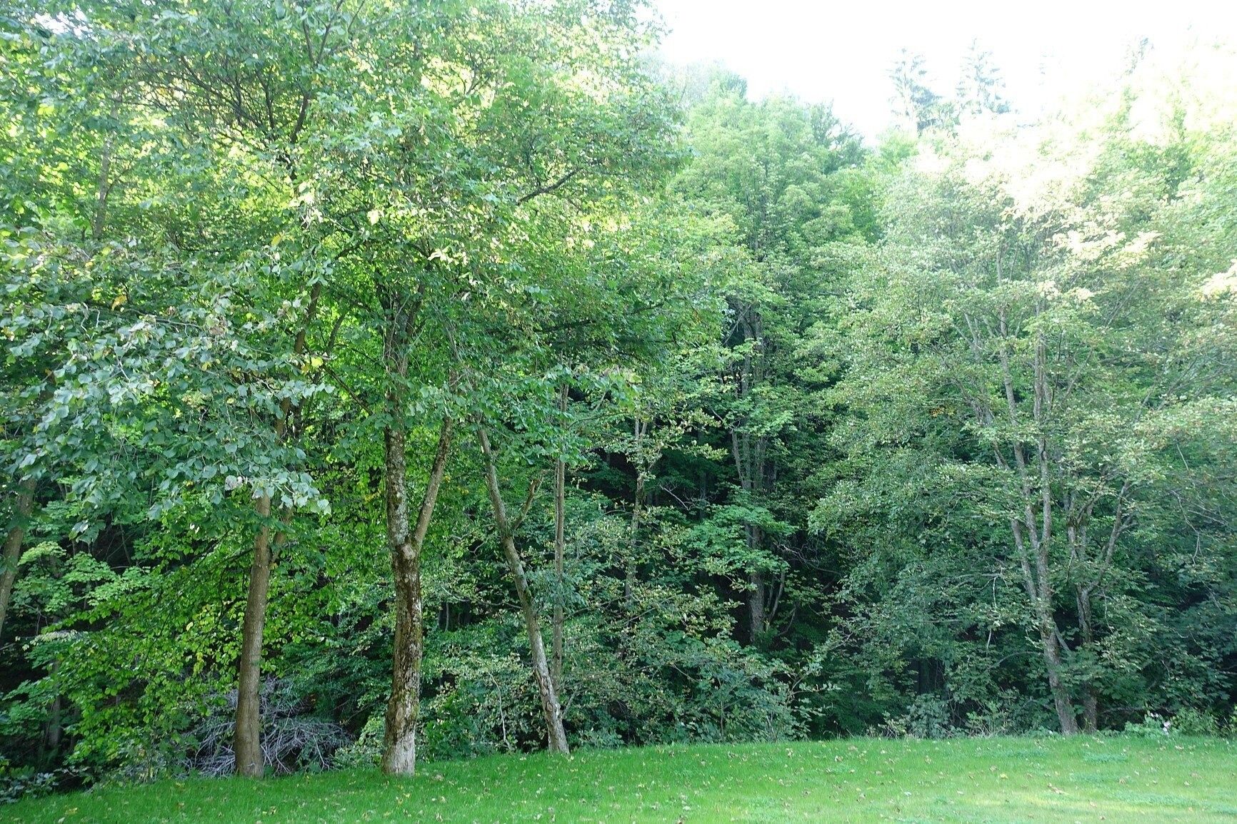 Prodej les - Špindlerův Mlýn, 23 084 m²