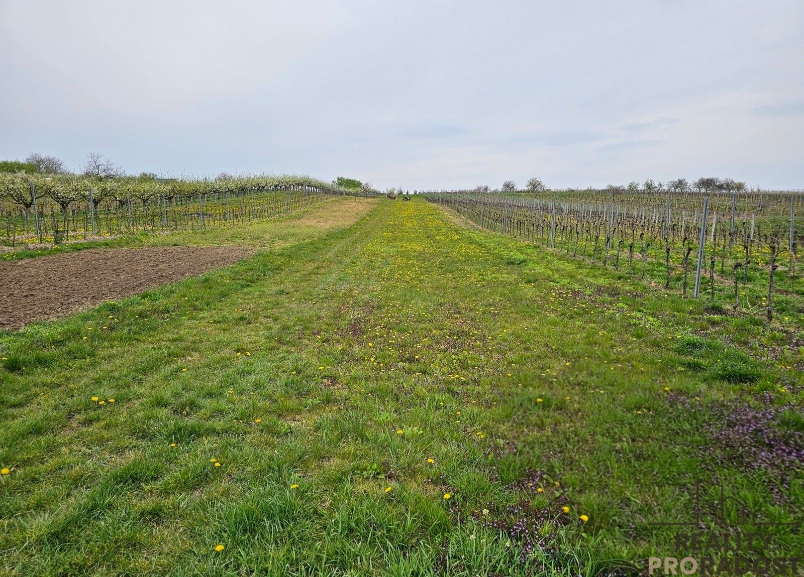 Pozemky pro bydlení, Starý Poddvorov, 800 m² - 2
