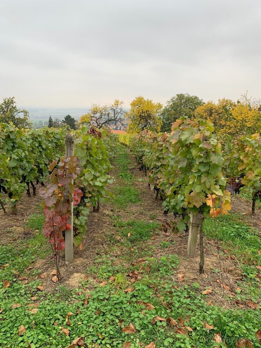 Pronájem ostatní - Uherské Hradiště, 686 01