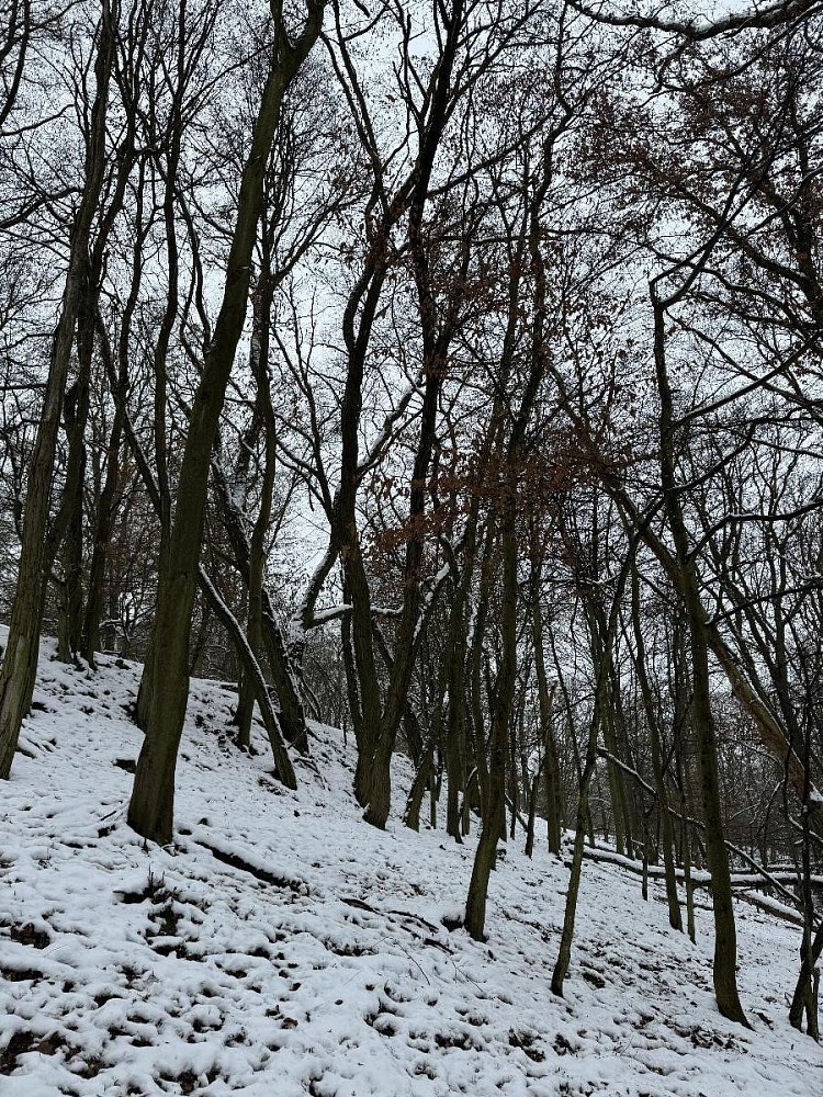 Prodej les - Drnovice, okres Vyškov - 5