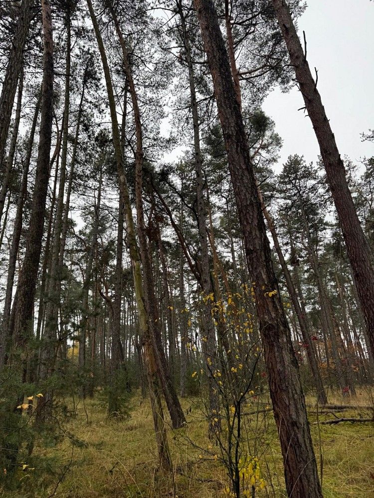 Les · Třebestovice - Drnovice, okres Nymburk, Středočeský kraj - 4