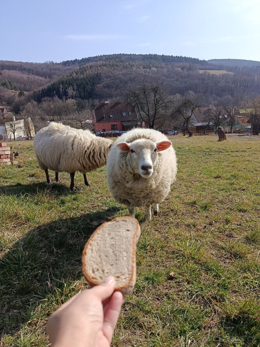 Pozemek pro bydlení · Bojkovice, 687 71 - 4