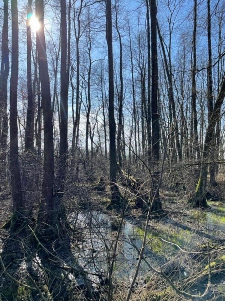 Les · Rychnovek - Dobříč, okres Náchod, Královéhradecký kraj - 3