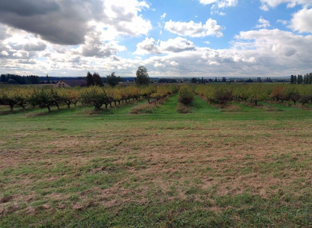 Prodej zemědělský pozemek - Horušice, 10 366 m²