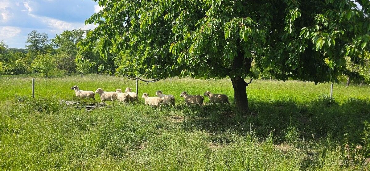 Prodej zahrada - Lipník nad Bečvou, 751 31
