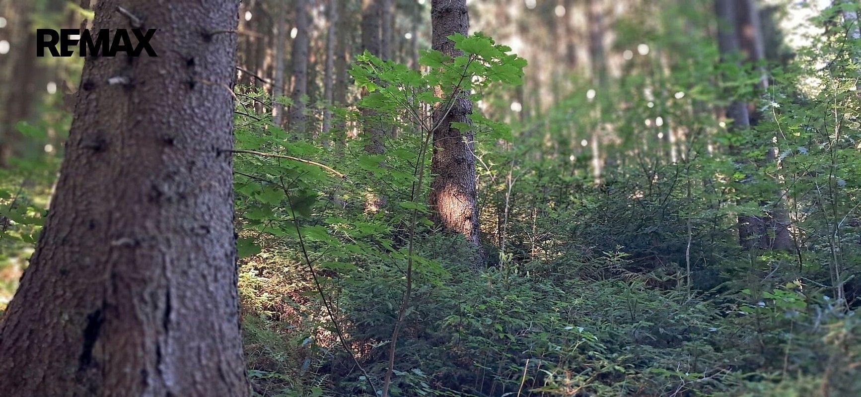 Les · Hlavňovice, okres Klatovy, Plzeňský kraj - 4