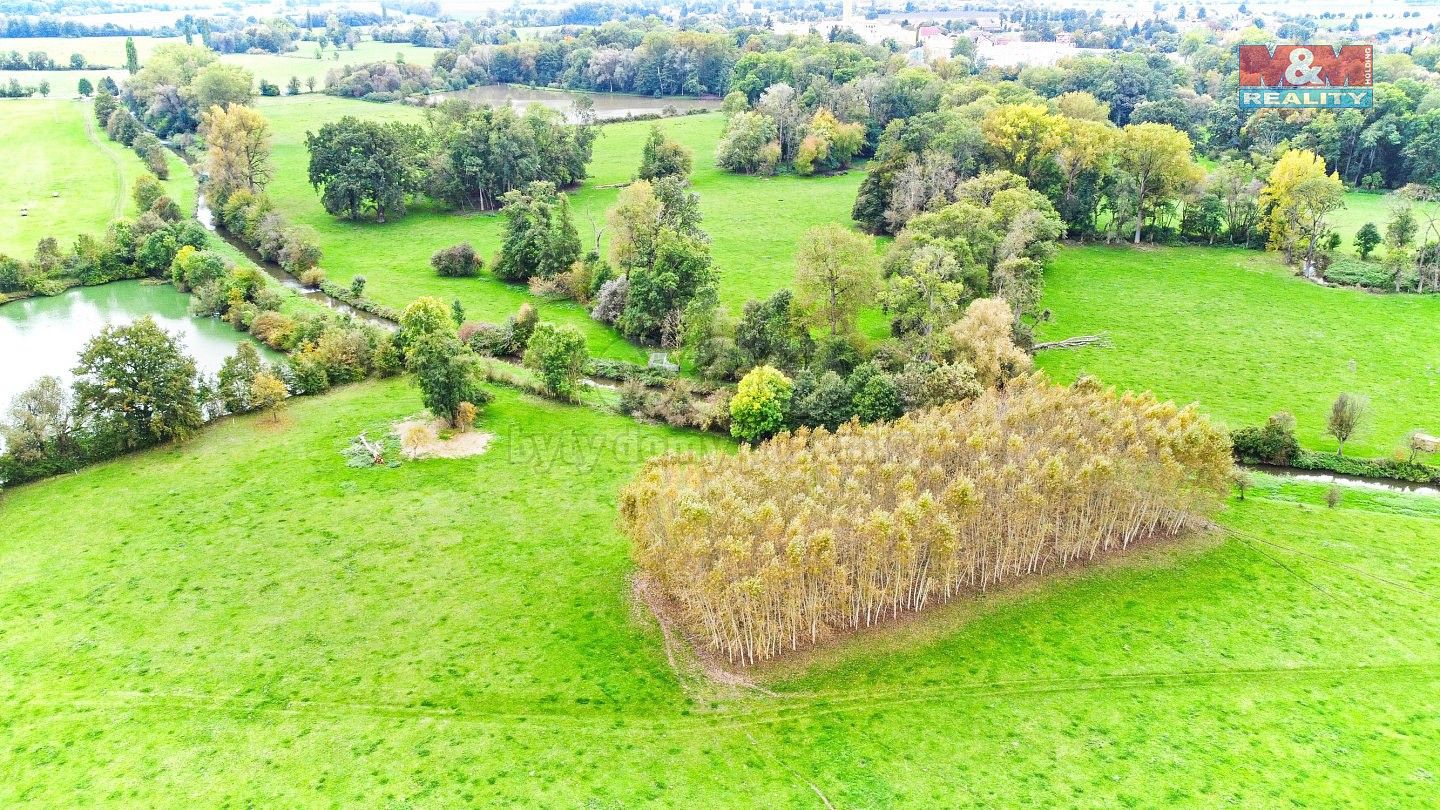 Les · Skřivany, okres Hradec Králové, Královéhradecký kraj - 3