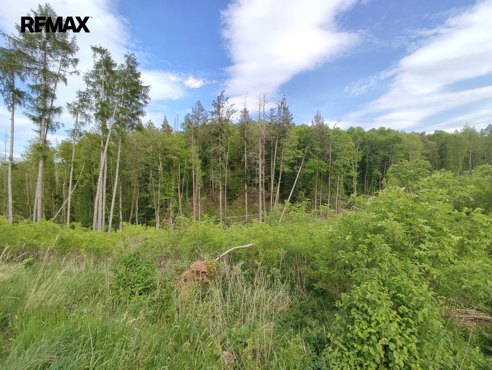 Prodej les - Číměř, 17 681 m² - 5