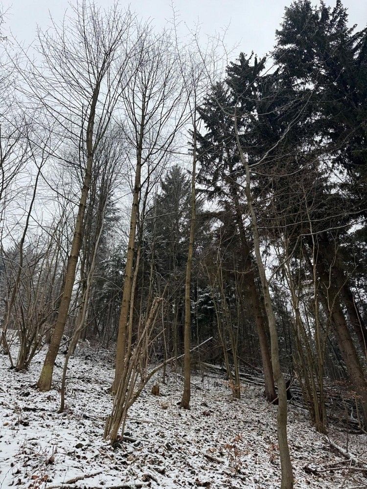 Lesy, Janová - Česká Bříza, okres Vsetín, Zlínský kraj - 2